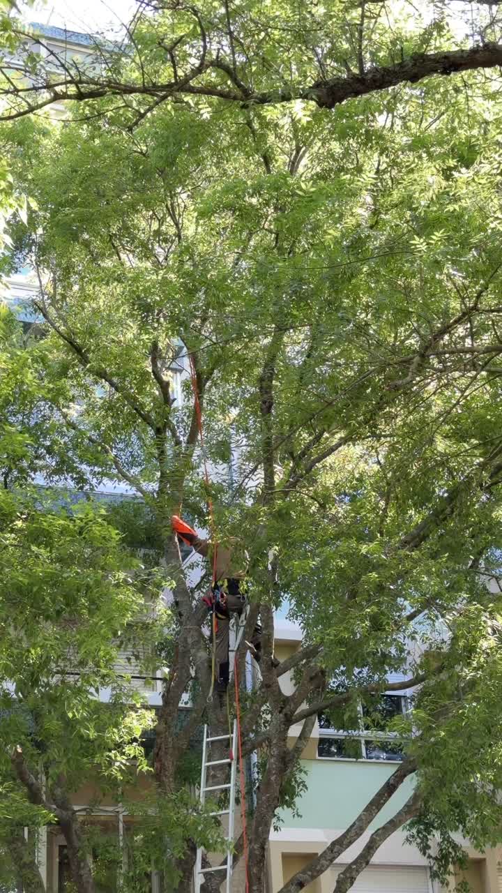 Arborist Climbs Large Tree with Safety Harness and Ropes