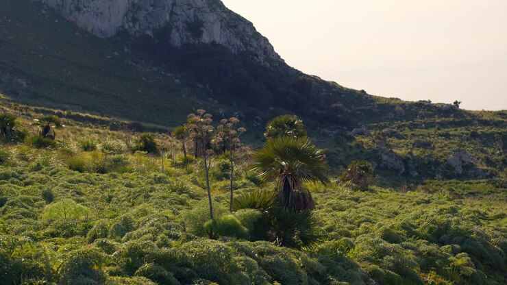 Paesaggio verde lussureggiante con palme uniche, terreno montuoso e luce solare in Sicilia