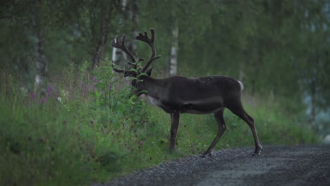 renos del bosque finlandés vagando cerca de caminos en el parque