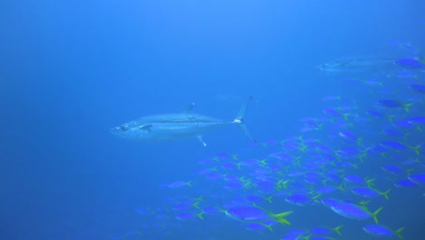 some big dog tooth tunas are hunting in the blue waters