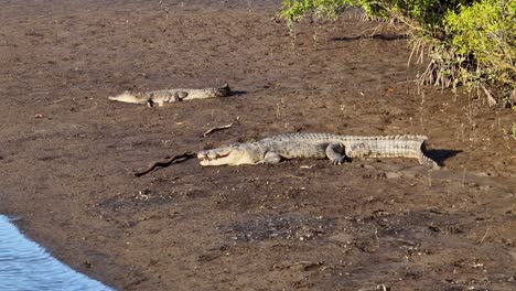 two saltwater crocodiles bask under sunlight on a muddy riverbank in port douglas, australia, showcasing their natural habitat
