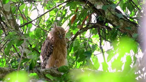 魚烏 (buffy fish owl) 是一個大型烏,但卻是四種烏中最小的