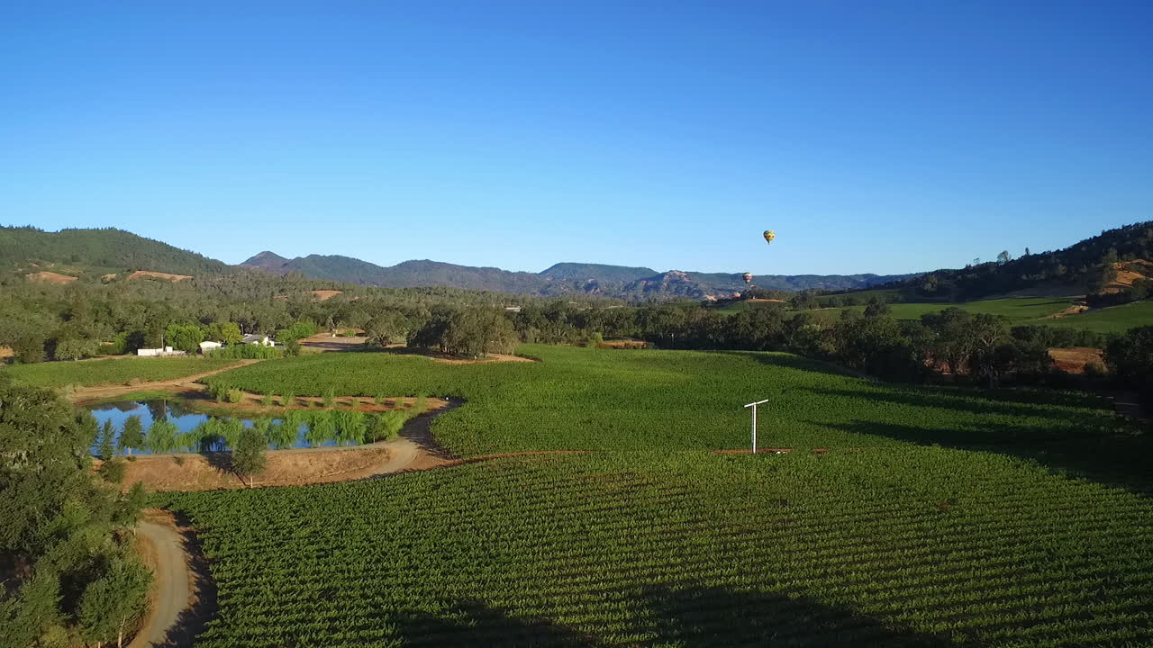 una antena de baja elevación sobre hileras de viñedos en el condado de sonoma del norte de california con globos aerostáticos en la distancia 2