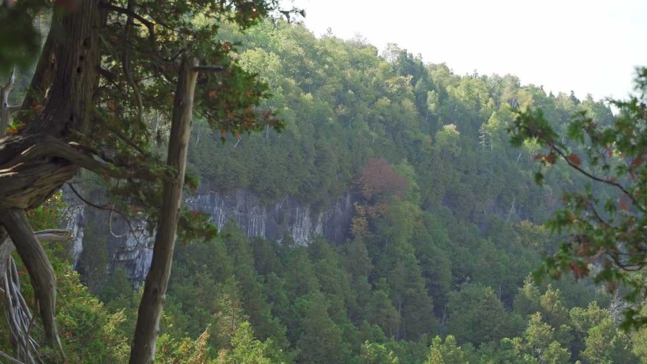 Trees hanging on the edge of a cliff in Milton revealing a rocky forest landscape