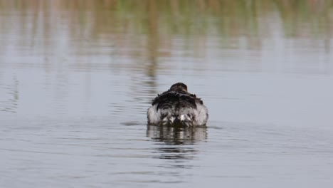 Black-necked-Grebe-Podiceps-nigricollis-seen-from-its-back-as-it-shakes-its-feathers-as-it-leaps-out-of-the-water,-Bueng-Boraphet-Lake,-Nakhon-Sawan,-Thailand