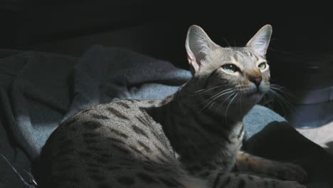 Friendly-savannah-cat-meows-for-owner's-attention-and-loves-being-petted-by-owner-while-resting-on-cat-bed