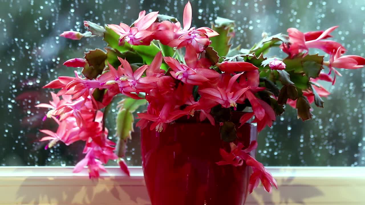 Cactus de Navidad con flores rosas en una maceta sobre el alféizar de una ventana