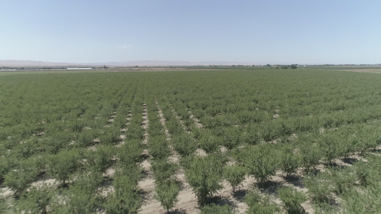 aéreo - toma de un dron de barrido bajo del huerto
