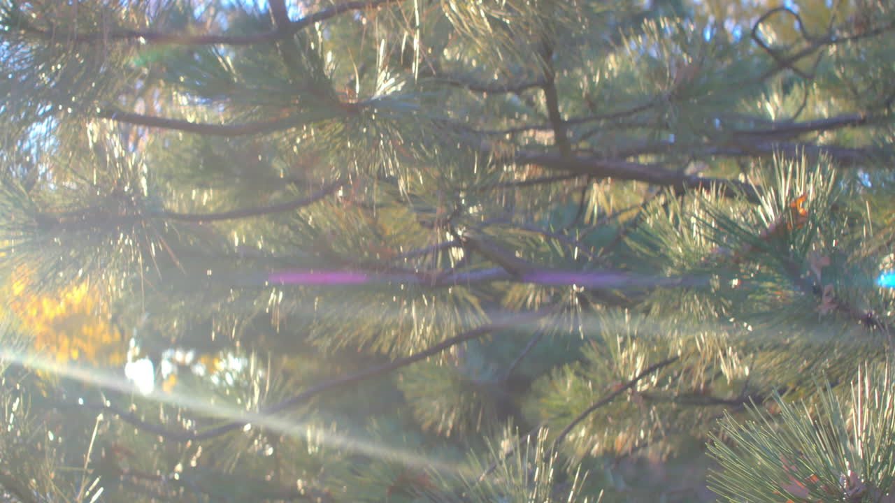 Pine tree at sunset with anamorphic lens flares