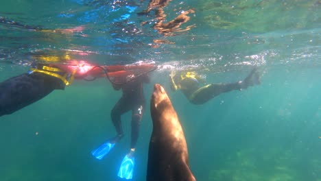 snorkeling with sea lions: an underwater adventure