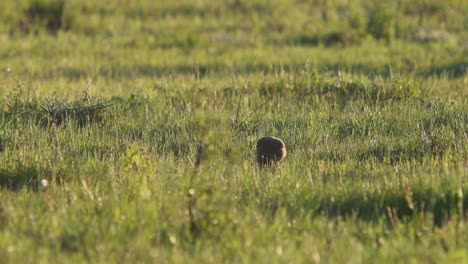 Chimango-Caracara--on-the-ground-eating-a-prey