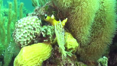 Secretary-Blenny-darts-out---slo-mo