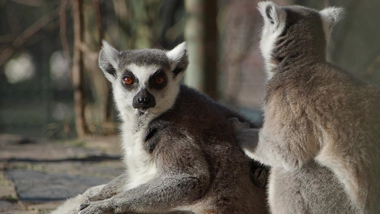 Dois Lêmures-de-Cauda-Anelada Sentados Juntos em um Recinto de Zoológico