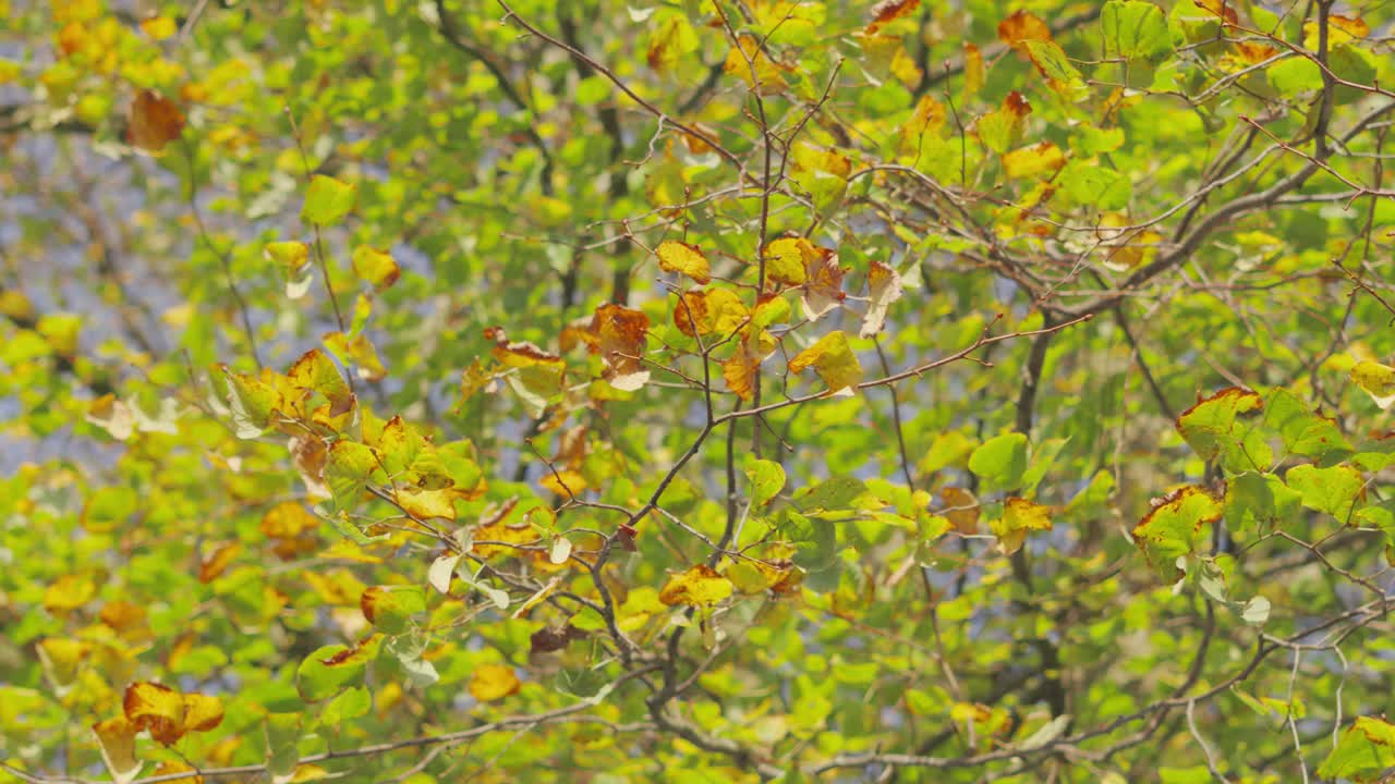 Leaves Gently Blowing in Slow Motion During Autumn as they Change from Green to Autumn Red and Orange. Seasonal Nature Tree Clip