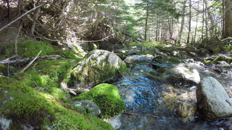 Hermoso-Arroyo-Cristalino-En-Lo-Profundo-Del-Bosque-De-Maine-Rodeado-De-Musgo-Verde-Y-árboles-Densos