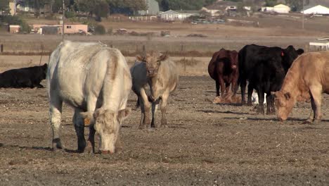 Close-up-of-herd-of-cows-or-cattle-on-meadow-in-California,-USA-1