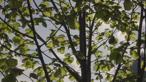 bright sunshine glows through tree leaves and branches, motion view