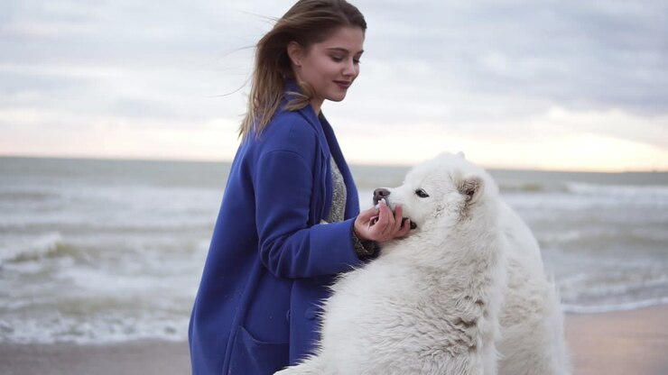 Attractive young woman plays with two dogs of the Samoyed breed by the sea. White fluffy pets on the beach having fun. Beautiful