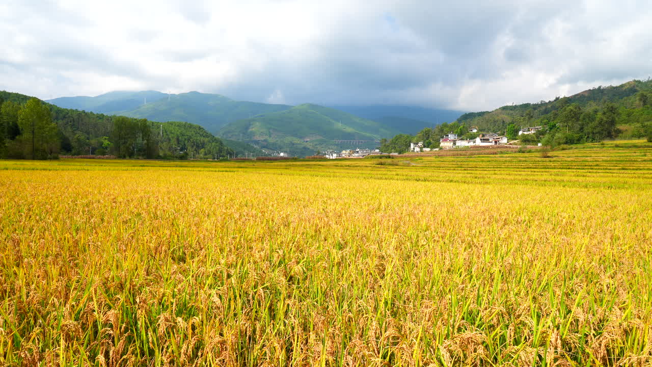 황금  ⁇ 이 성숙했습니다, 가을  ⁇  ⁇ , 농업
