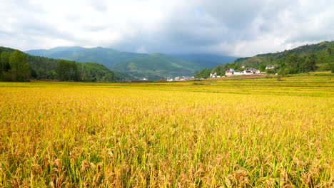 El-Arroz-Dorado-Ha-Madurado,-Arrozales-De-Otoño,-Agricultura