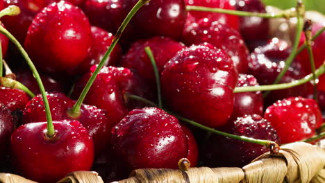 cerezas dulces rojas maduras de cerca con gotas de agua en la canasta en la hierba
