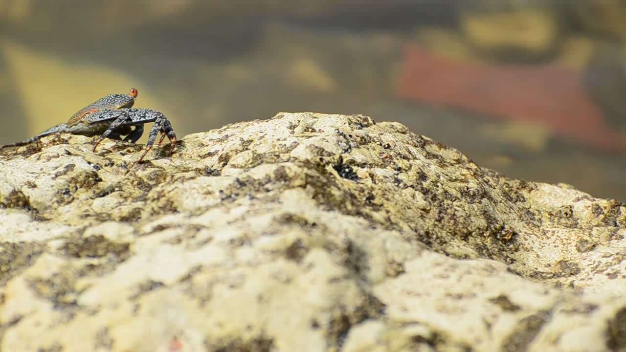 Colourful Costa Rican land crab feeding on a large beige rock in front of crystal clear and shallow ocean water