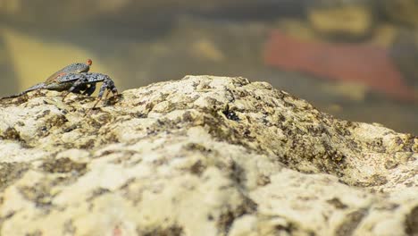 Colourful-Costa-Rican-land-crab-feeding-on-a-large-beige-rock-in-front-of-crystal-clear-and-shallow-ocean-water