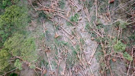 Slow-moving-aerial-footage-looking-down-on-fallen-trees-in-a-forest-near-Bullarto-after-a-storm-on-10-June,-2021,-Victoria,-Australia