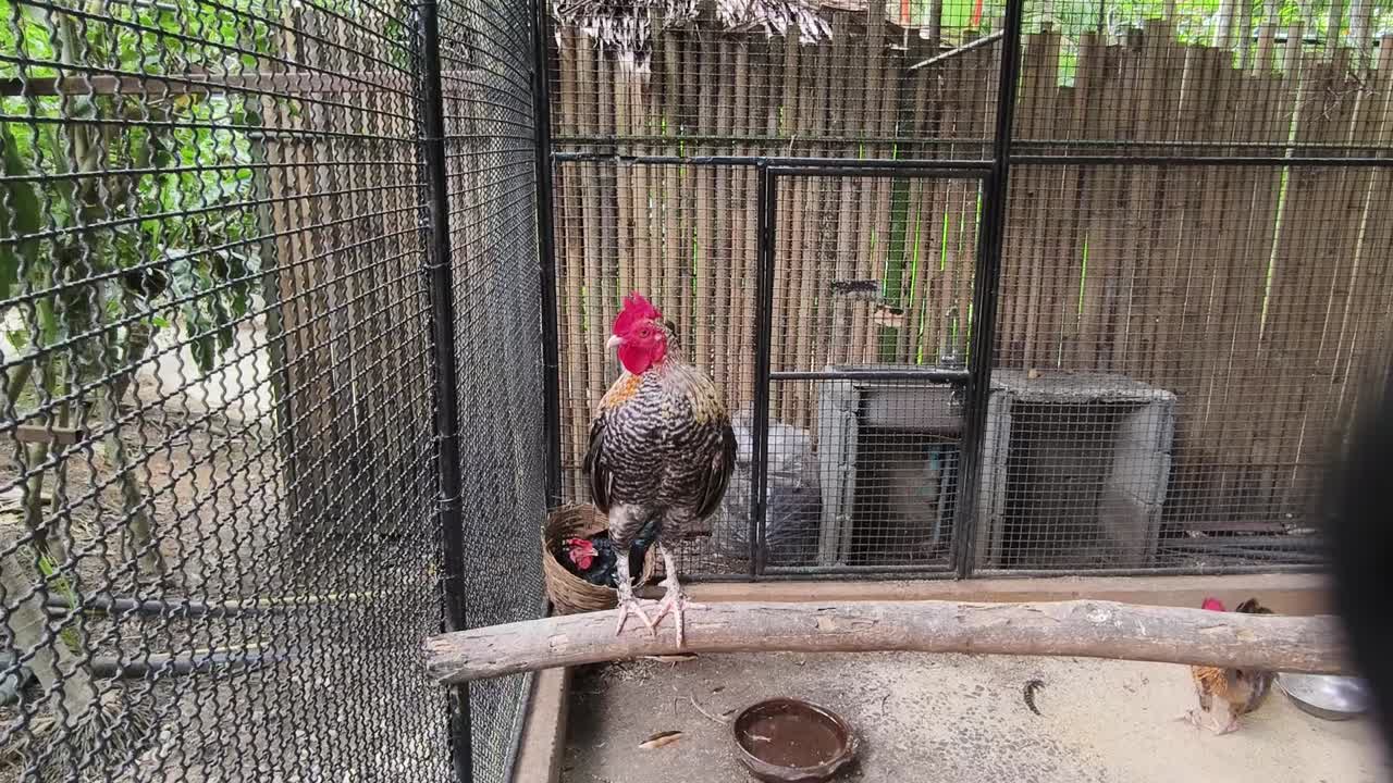 gallo en una jaula