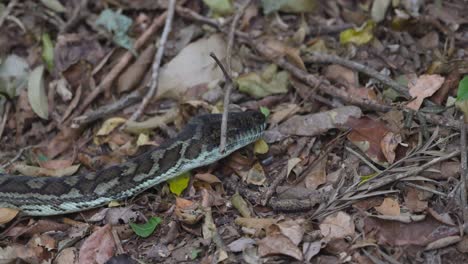 a python moving through forest floor debris