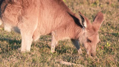 a young kangaroo joey feeds on grass in a sunlit field, captured in warm, natural light with steady close-up camera framing and minimal movement