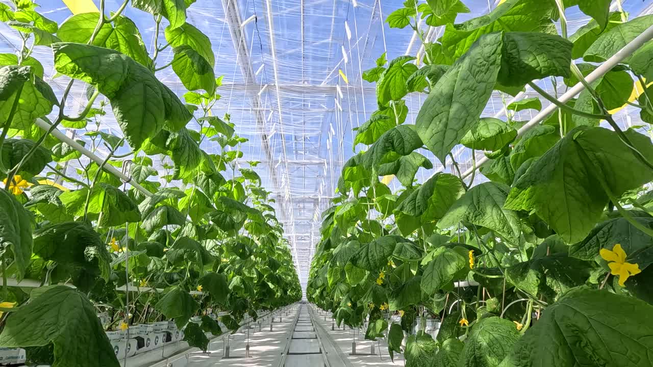 Rows of healthy cucumber plants with large green leaves thrive in a controlled greenhouse environment under diffused natural light, supported by vertical strings.