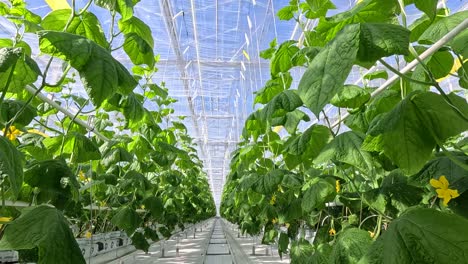 rows of healthy cucumber plants with large green leaves thrive in a controlled greenhouse environment under diffused natural light, supported by vertical strings.