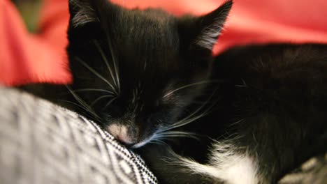 close up of black young cat sleeping on the owners lap