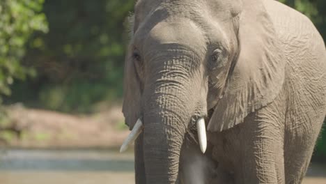 close up of an african elephant blowing water from the zambezi river on itself to cool down from the hot african heat