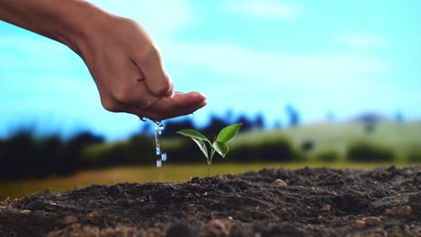 close up of farmer's hand watering a tree sprout after planting it with black dirt mud at the farm