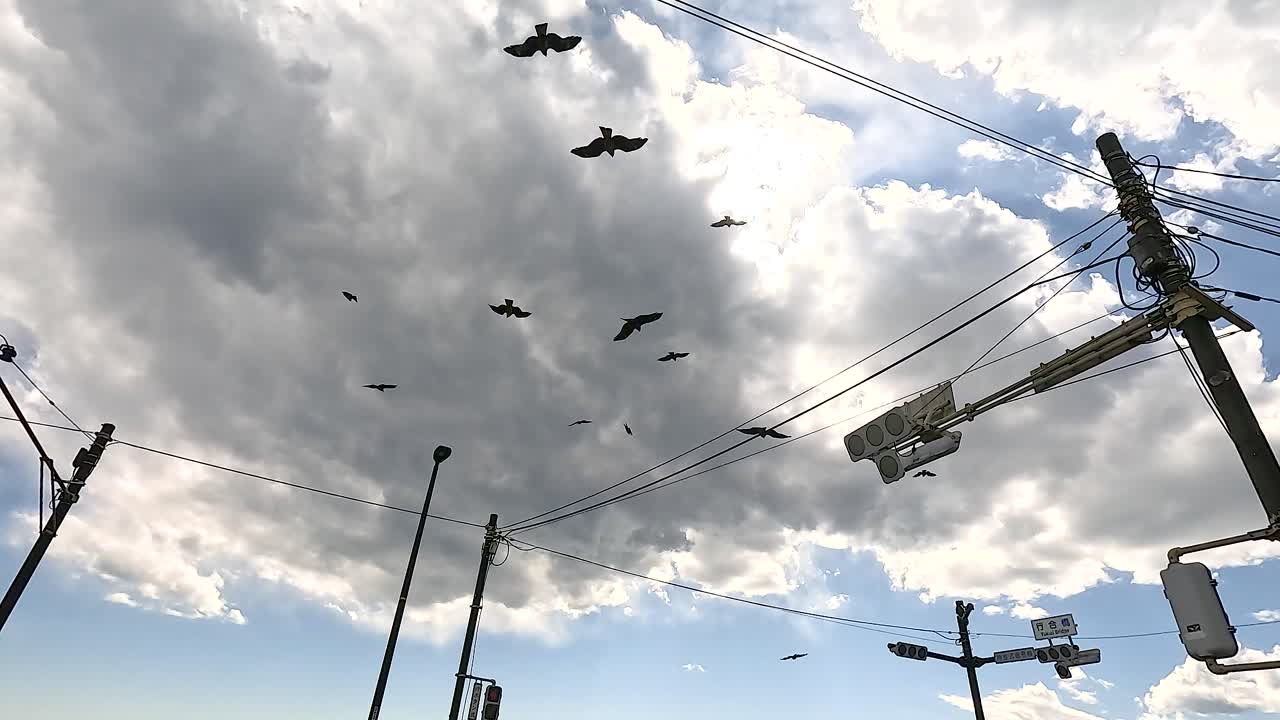 Black kites glide through cloudy skies above Kamakura, Japan, with power lines and poles framing the scene