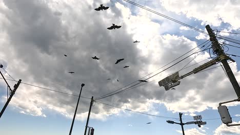 black kites glide through cloudy skies above kamakura, japan, with power lines and poles framing the scene