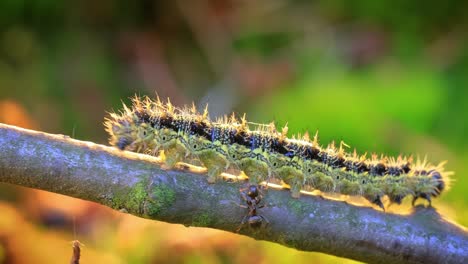 small tortoiseshell (aglais urticae) caterpillar. the ant attacks the caterpillar. the urticaria caterpillar crawls in the rays of the setting sun.