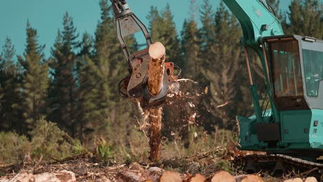 feller buncher stripping bark from pine tree log, logging industry