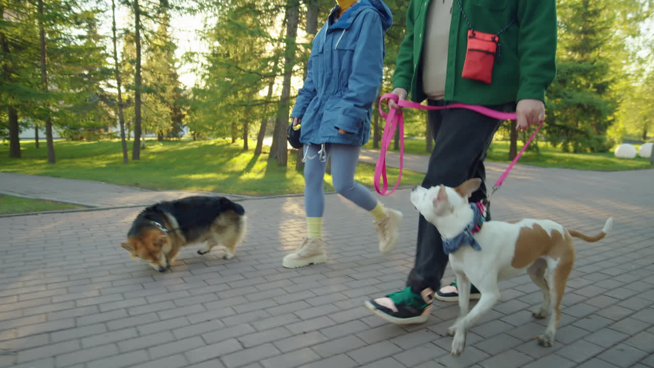 Two People Walking Their Dogs in a Sunny Park