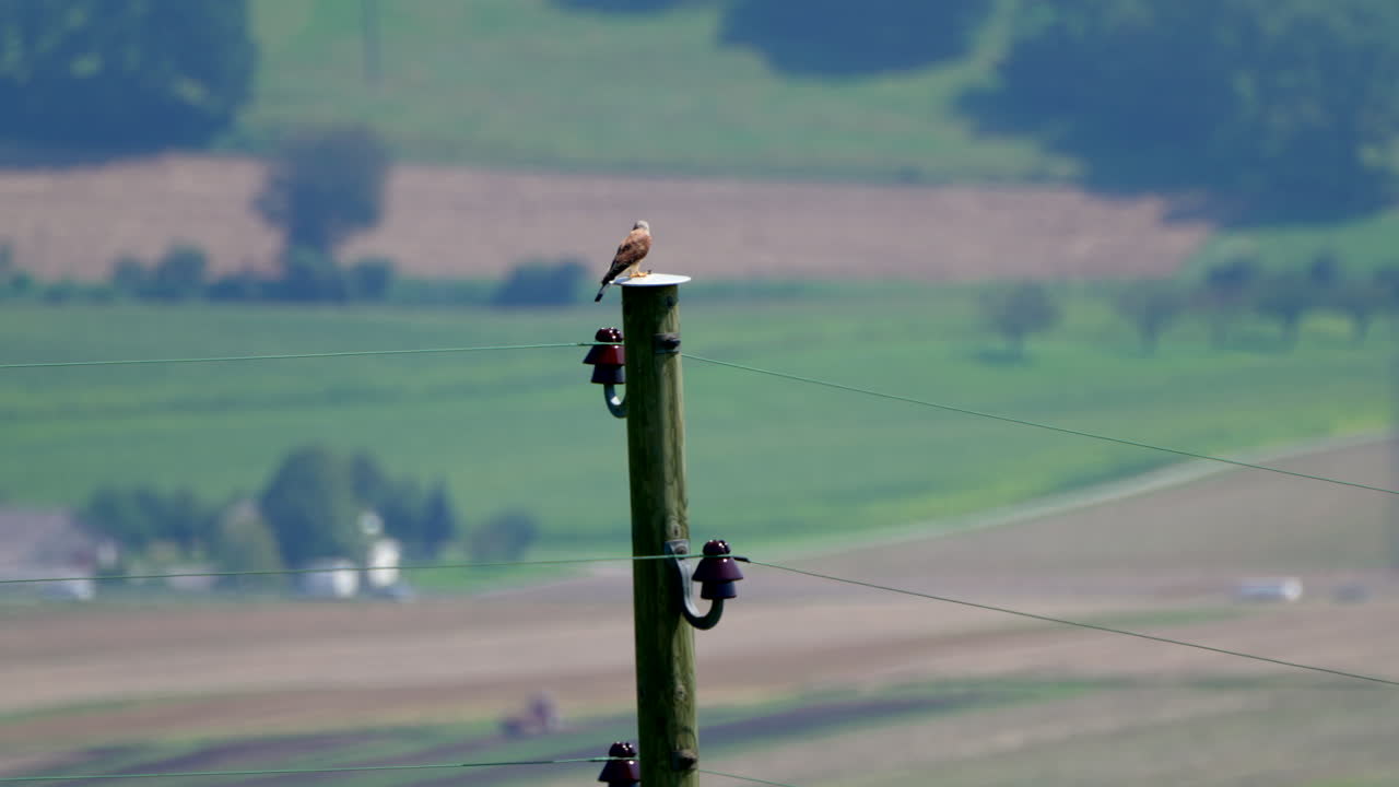 Red Kite observing and hunting in rural landscape sitting on electricity pylon