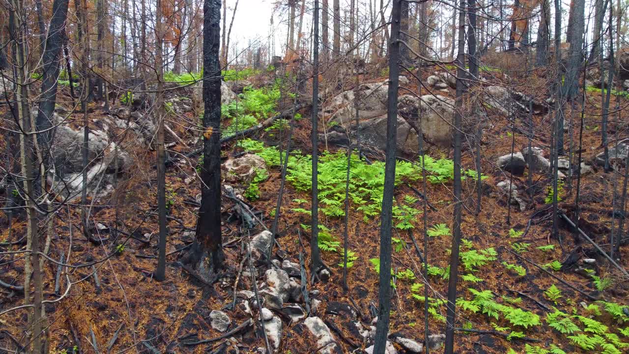 Pile of rubbish on forest landscape slope on moody day, motion forward view