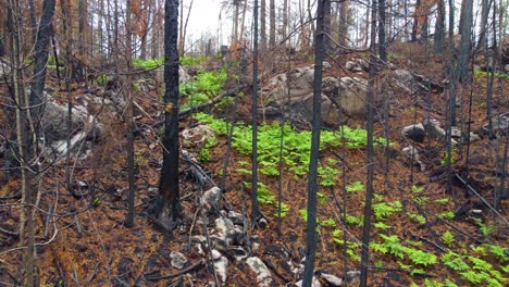 una pila de basura en la ladera del paisaje forestal en un día de mal humor, vista hacia adelante