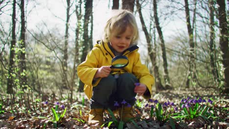 curious child discovering flowers with magnifying glass in forest