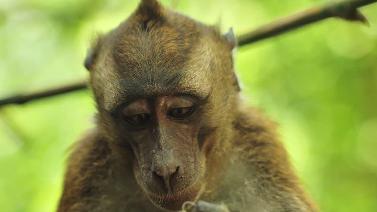 Close Up of Authentic wildlife macaque eating banana, focused eyes in jungle