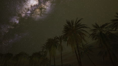 stars illuminate a tranquil oasis with palm trees under a vast night sky