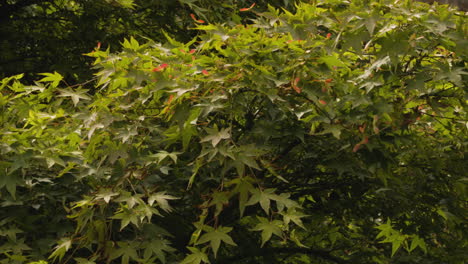 wind blowing on lush foliage of japanese maple trees in blarney castle and gardens in ireland