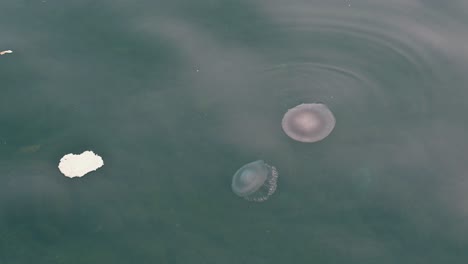 Jellyfish-moving-slowly-on-the-surface-of-the-sea-near-the-coast-of-Dubai,-United-Arab-Emirates