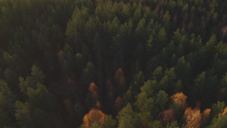 Bosque-De-Coníferas-Y-Pantano-Al-Atardecer-Desde-La-Vista-De-Pájaro